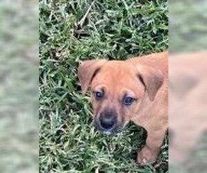 Chihuahua Dogs for adoption in Pompano Beach , FL, USA