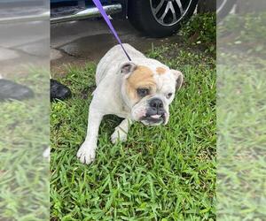 Bulldog Dogs for adoption in Pearland, TX, USA