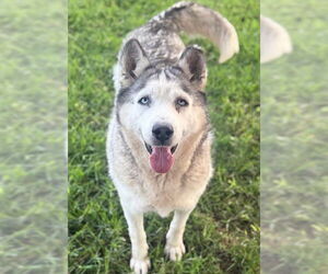 Siberian Husky Dogs for adoption in Riverside, CA, USA