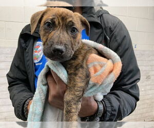 Dachshund-Unknown Mix Dogs for adoption in San Bernardino, CA, USA