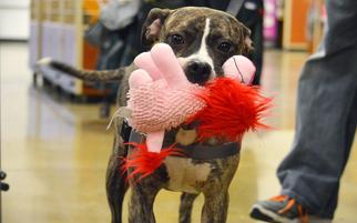 American Pit Bull Terrier Dogs for adoption in Rockford, IL, USA