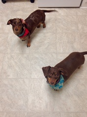 Dachshund Dogs for adoption in Harrison, AR, USA