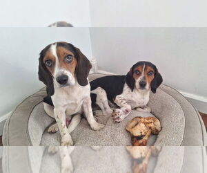 Beagle Dogs for adoption in Sparta, TN, USA