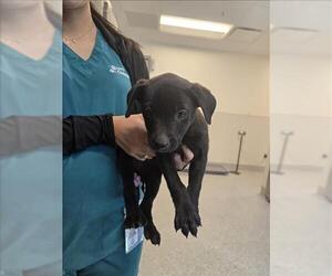 Labrador Retriever Dogs for adoption in Houston, TX, USA