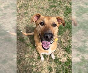 Shepradors Dogs for adoption in Plano, TX, USA