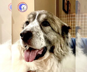 Medium Photo #8 Great Pyrenees Puppy For Sale in Spring, TX, USA
