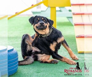 Rottweiler-Unknown Mix Dogs for adoption in Redlands, CA, USA