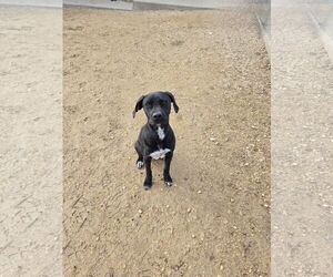 Labrador Retriever-Unknown Mix Dogs for adoption in Maquoketa, IA, USA