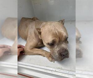 American Pit Bull Terrier-Unknown Mix Dogs for adoption in Houston, TX, USA