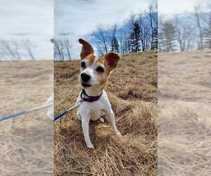 Jack Russell Terrier Dogs for adoption in Shaftsbury, VT, USA