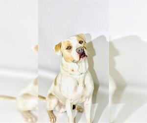 American Bulldog Dogs for adoption in Bakersfield, CA, USA