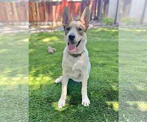 Huskies -Unknown Mix Dogs for adoption in Sandy, UT, USA