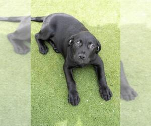 Labrador Retriever-Unknown Mix Dogs for adoption in Salem, MA, USA