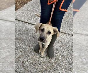 Great Dane-Unknown Mix Dogs for adoption in Houston, TX, USA