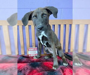 Catahoula Leopard Dog-Labrador Retriever Mix Dogs for adoption in Genesee, WI, USA