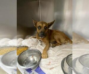 American Staffordshire Terrier-Unknown Mix Dogs for adoption in San Antonio, TX, USA