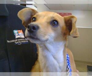 Chihuahua Dogs for adoption in Sacramento, CA, USA