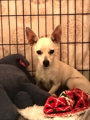 Chihuahua Dogs for adoption in Littleton, CO, USA