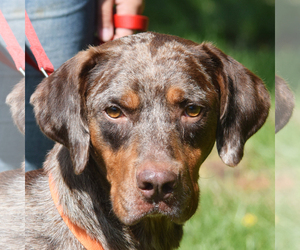 View Ad: Catahoula Leopard Dog-Great Dane Mix Dog for Adoption near Illinois, Huntley, USA. ADN