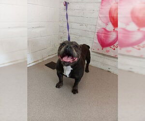 American Bulldog Dogs for adoption in San Bernardino, CA, USA