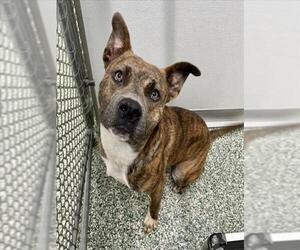 American Pit Bull Terrier-Unknown Mix Dogs for adoption in Salisbury, NC, USA