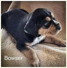 BT Walker Dogs for adoption in Jasper, IN, USA