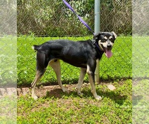 Doberman Pinscher-Unknown Mix Dogs for adoption in Virginia Beach, VA, USA