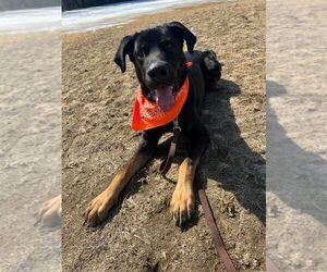 Rottweiler Dogs for adoption in Hillsboro, NH, USA