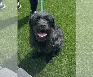 Mutt Dogs for adoption in Perth Amboy, NJ, USA