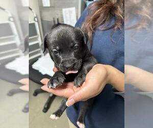 Medium Photo #1 Mutt Puppy For Sale in Bakersfield, CA, USA