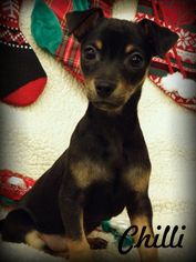 Medium Photo #1 Doxie-Pin Puppy For Sale in Anaheim Hills, CA, USA