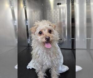 Mutt Dogs for adoption in San Antonio, TX, USA