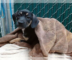 American Pit Bull Terrier-Unknown Mix Dogs for adoption in Downey, CA, USA