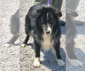 Border Collie Dogs for adoption in Sparta, TN, USA