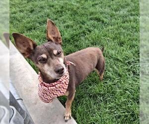 Chihuahua Dogs for adoption in Bakersfield, CA, USA