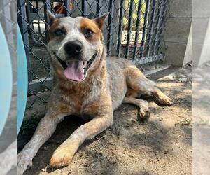Mutt Dogs for adoption in Riverside, CA, USA