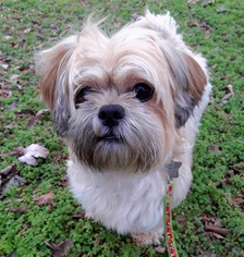 Shih Tzu Dogs for adoption in Brownsboro, AL, USA