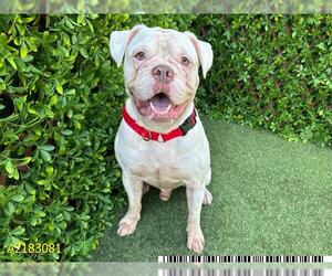 American Bulldog Dogs for adoption in West Palm Beach, FL, USA