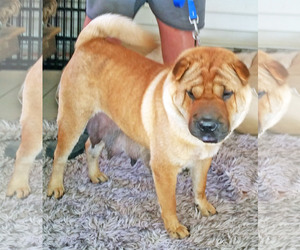 Chinese Shar-Pei Dogs for adoption in Griffin, GA, USA