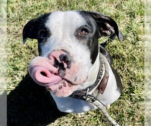 Daniff Dogs for adoption in Olathe, KS, USA
