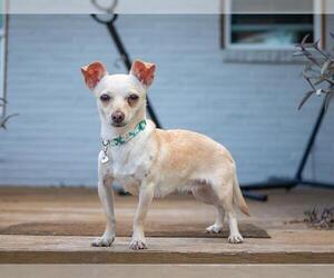 Chihuahua Dogs for adoption in San Antonio, TX, USA
