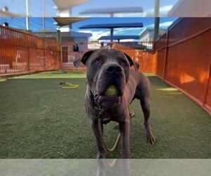 American Pit Bull Terrier-Unknown Mix Dogs for adoption in Las Vegas, NV, USA