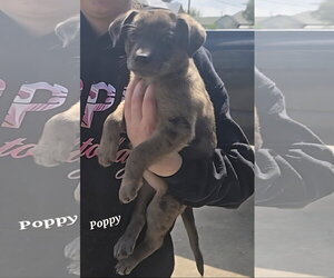 Catahoula Leopard Dog-Unknown Mix Dogs for adoption in Oakhurst, NJ, USA