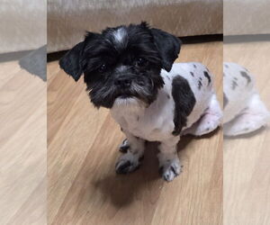 Shih Tzu Dogs for adoption in Spring, TX, USA
