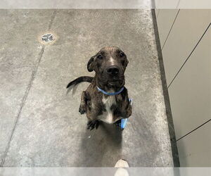 Catahoula Leopard Dog-Unknown Mix Dogs for adoption in Tavares, FL, USA