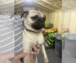 Pug Dogs for adoption in Dumont, NJ, USA