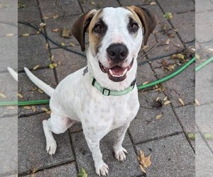 Pointer-Unknown Mix Dogs for adoption in Boston, MA, USA