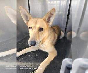 German Shepherd Dog Dogs for adoption in San Antonio, TX, USA