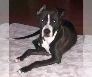 American Staffordshire Terrier Dogs for adoption in Rockaway, NJ, USA