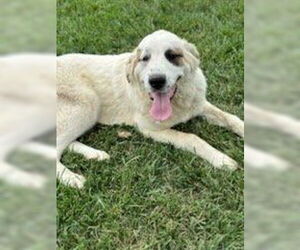 Great Pyrenees-Saint Bernard Mix Dogs for adoption in Aurora, IN, USA